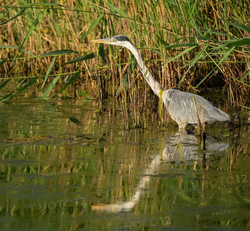 Grey heron (Ardea cinerea) foraging in the shallow water zone of a lake, Lower Saxony, Germany