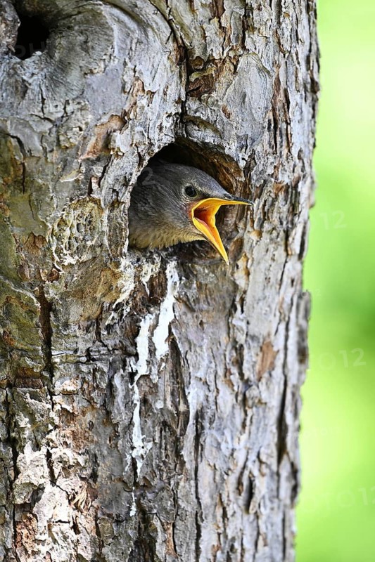 Starling (Sturnus vulgaris) young bird from the breeding site in a woodpecker cavity, North Rhine-Westphalia, Germany