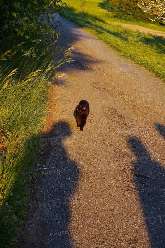 Black Cat, Germany