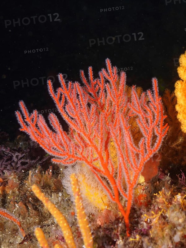 Red palmate sea fan (Leptogorgia) with open polyps, dive site Protea Banks, Margate, KwaZulu Natal, South Africa