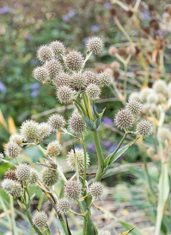 Palmlilien-Mannstreu (Eryngium yuccifolium),  Germany