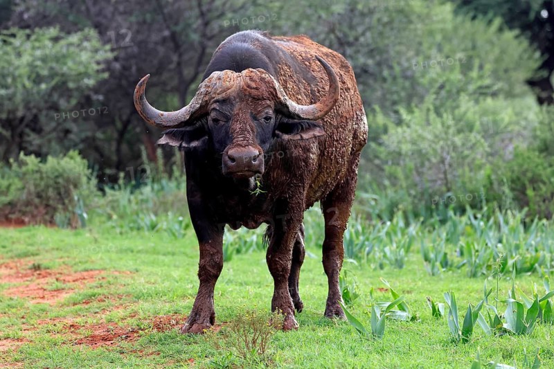 Cape buffalo (Syncerus caffer), adult, feeding, Mokala National Park, Northern Cape, South Africa
