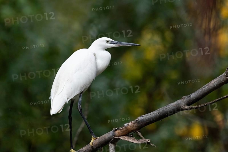 A majestic Little Egret, with its pure white plumage, stands on a branch against a dense green foliage backdrop, exuding tranquility in a natural habitat