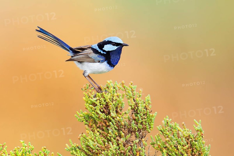 Superb Fairywren (Malurus cyaneus cyanochlamys) male, Victoria, Australia