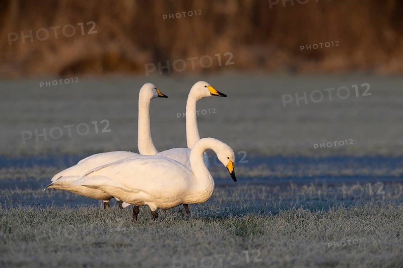 Whooper swans (Cygnus cygnus), Emsland, Lower Saxony, Germany