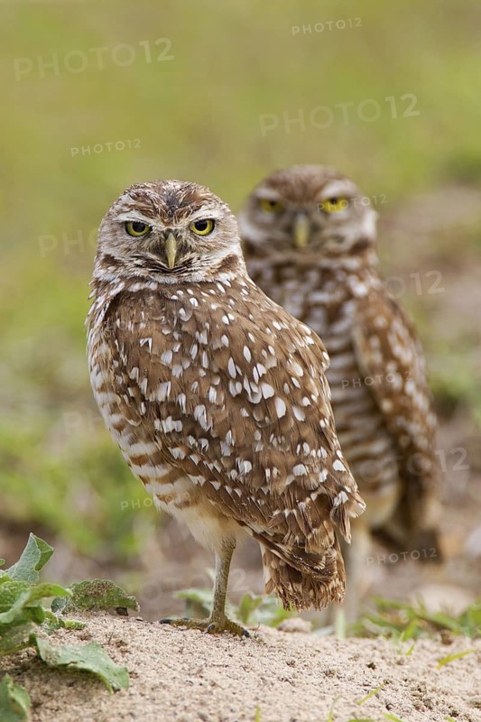 Burrowing Owl (Athene cunicularia), Florida, USA