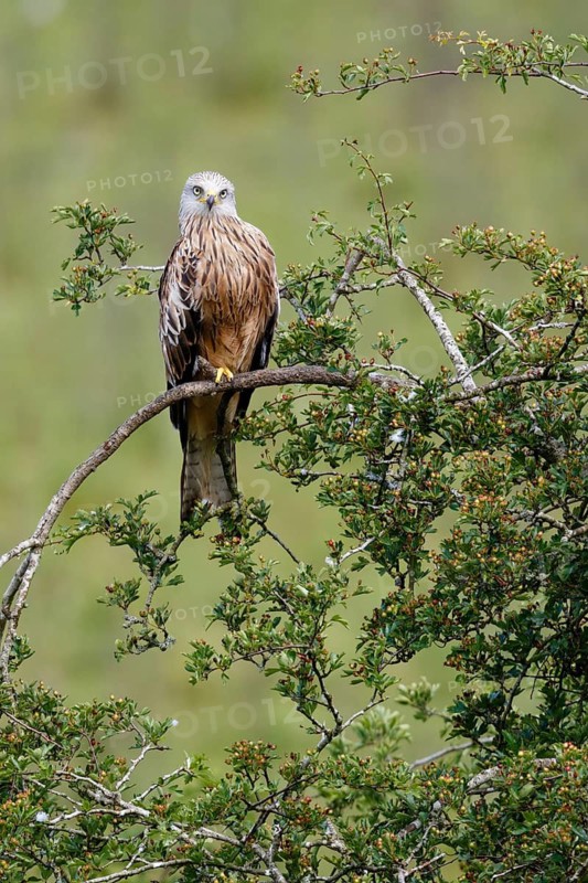 Red Kite (Milvus milvus), Wales, United Kingdom