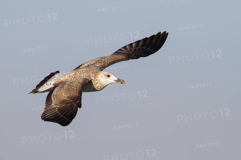 Yellow-legged Gull (Larus michahellis) flying, Bavaria, Germany