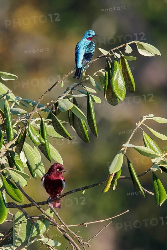 Pompadour Cotinga (Xipholena punicea) perched on a branch in the Amazon of Brazil