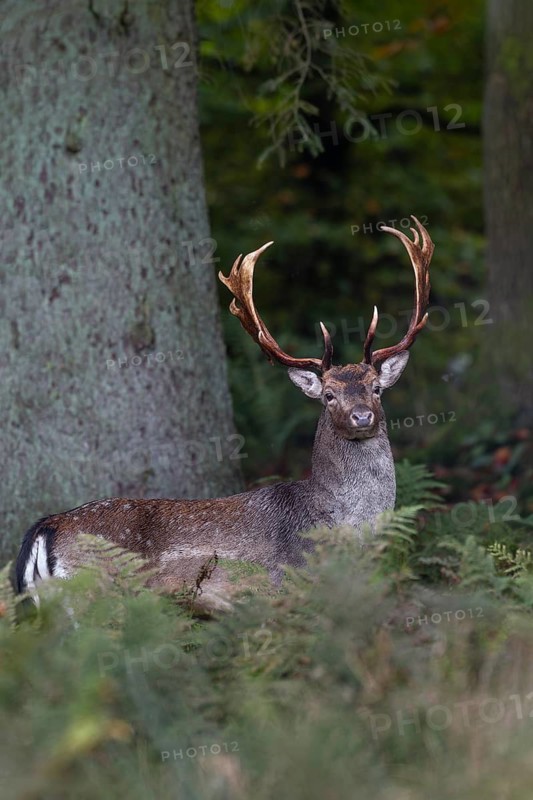 The fallow deer (Dama dama) slowly moves away from my hiding place, but keeps pausing and looking back curiously, autumn, rut, fallow deer rut, October, Germany
