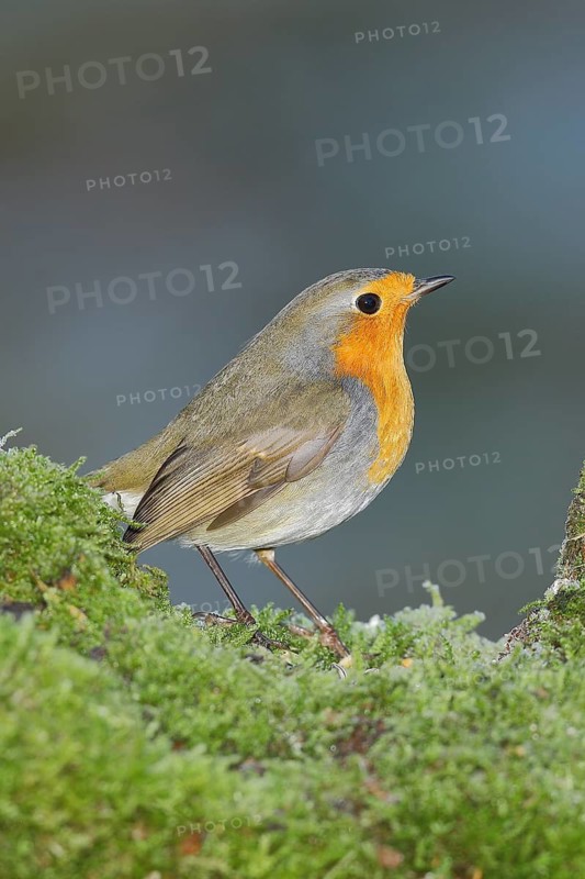 European robin (Erithacus rubecula) sitting on a tree root covered with moss, Wilnsdorf, North Rhine-Westphalia, Germany
