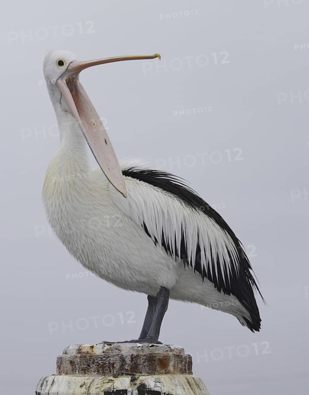 Australian Pelican (Pelecanus conspicillatus), New South Wales, Australia