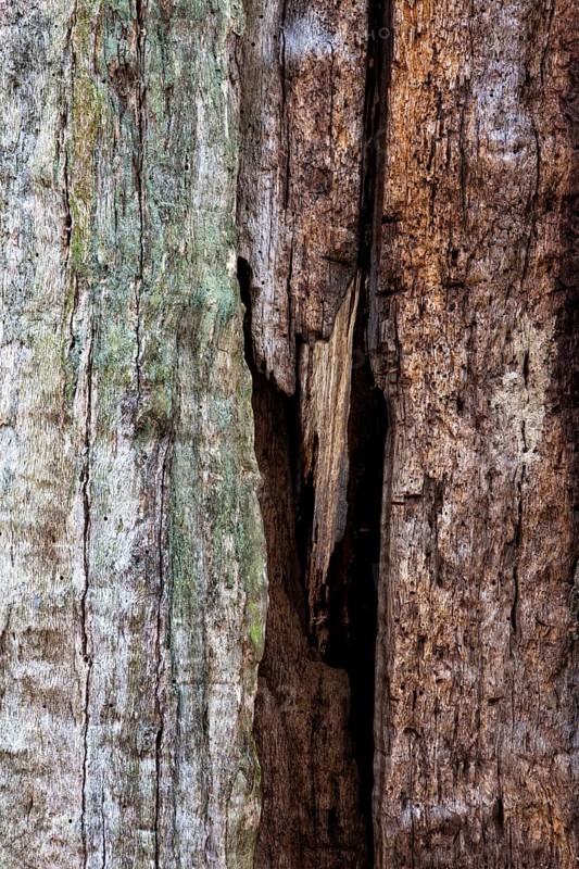 Bark structures, Primeval forest Urwald Sababurg, Weser Uplands, Weserbergland, Hesse, Germany