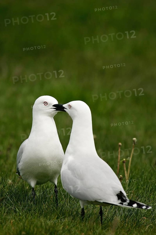 Black-billed Gull (Chroicocephalus bulleri) pair, South Island, New Zealand