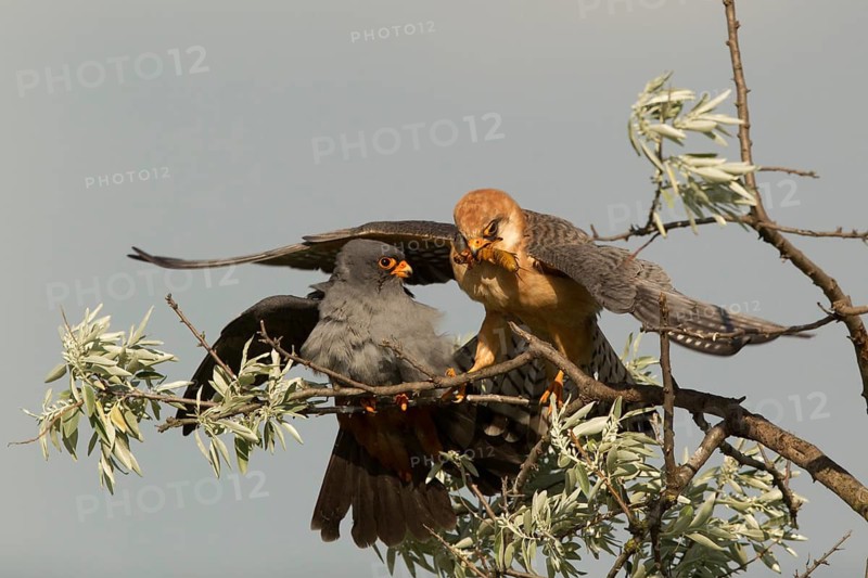 Red-footed Falcon (Falco vespertinus) pair, Serbia
