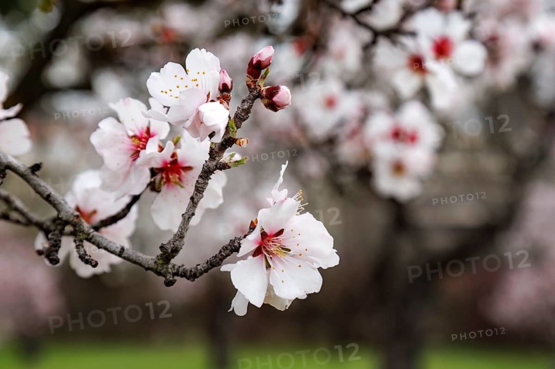 A close up of almond blossoms blooming on a tree branch, highlighting pink and white petals in the Quinta de los Molinos park. The soft focus background emphasizes spring is renewal and beauty