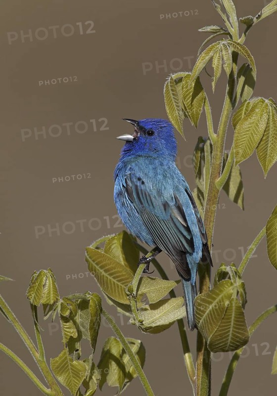 Indigo Bunting (Passerina cyanea) male singing, Ohio, USA