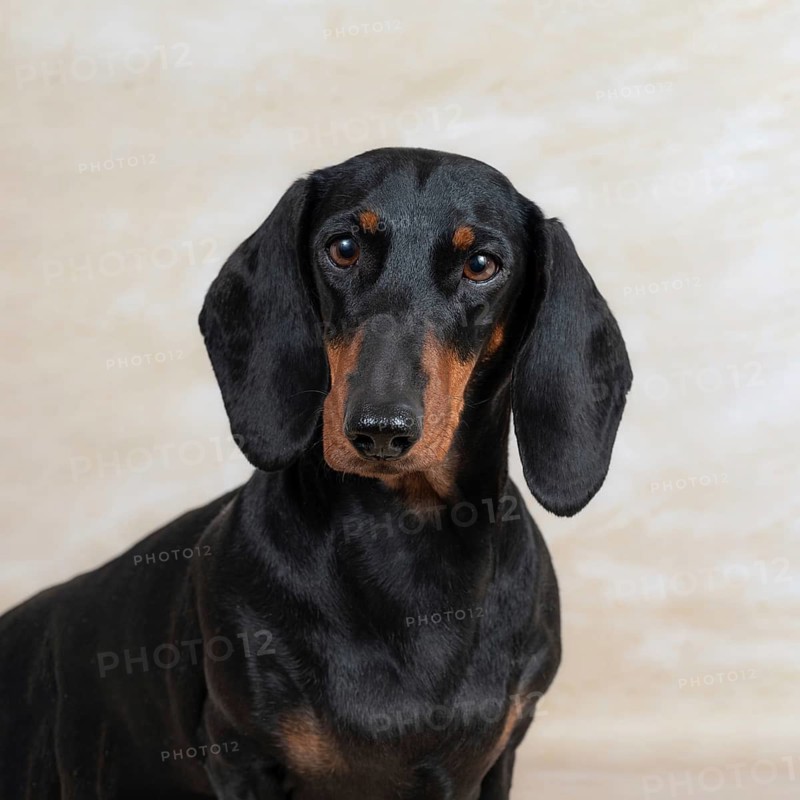 A dachshund with a sleek black coat poses against a light background. Its soulful eyes and floppy ears exhibit a gentle expression, capturing attention effortlessly