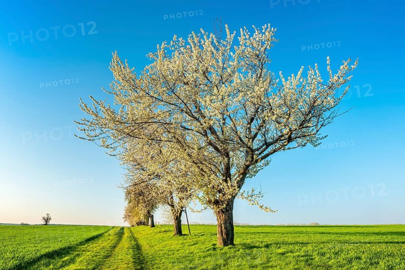 A dirt road leads through a field landscape with green fields in spring, blooming cherry trees along the way, Burgenlandkreis, Saxony-Anhalt, Germany