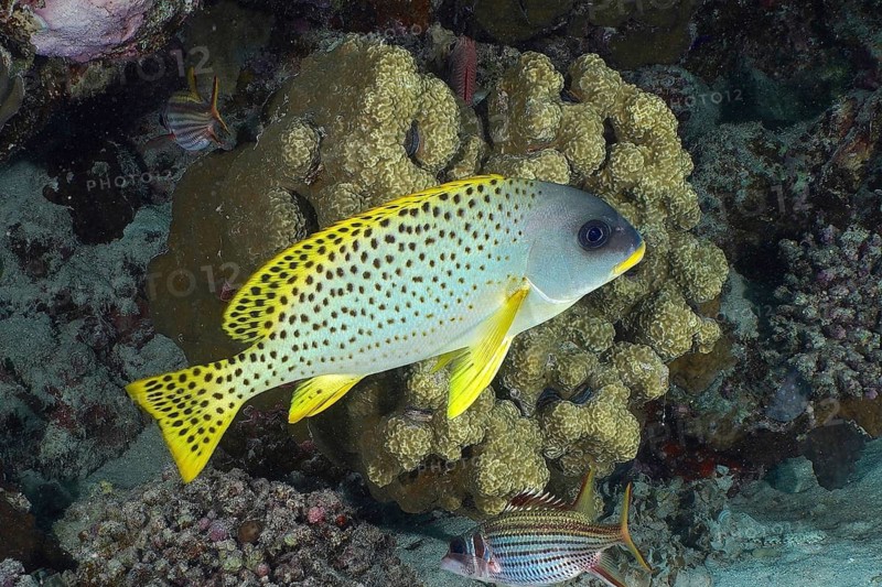 Black spotted sweetlips (Plectorhinchus gaterinus)