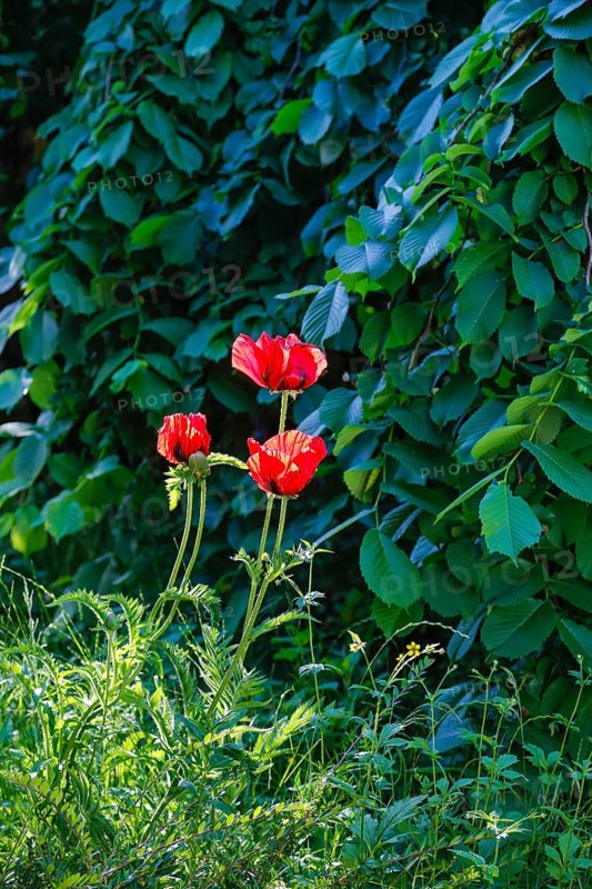 Poppy, three red poppies (Papaver) in full bloom, green leaves, perennials, flowers, blossoms, behind tree, hanging elm (Ulmus), garden, bed, Germany
