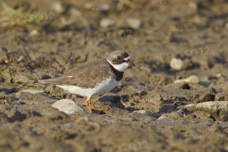 Semipalmated Plover (Charadrius semipalmatus), Ecuador