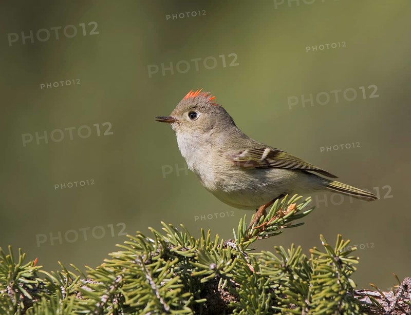 Ruby-crowned Kinglet, Regulus calendula, singing, on a spruce tree in Saskatchewan
