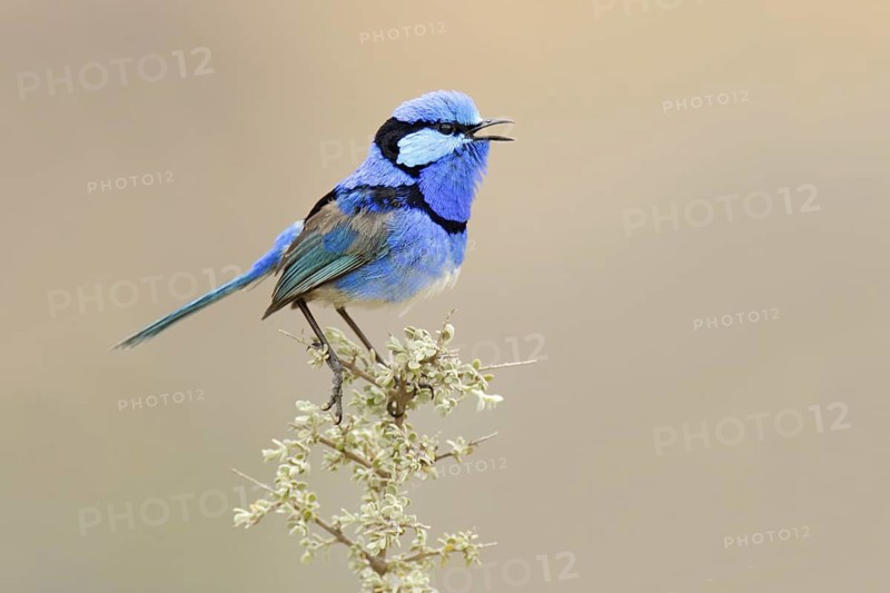 Splendid Fairywren (Malurus splendens) male singing, Victoria, Australia