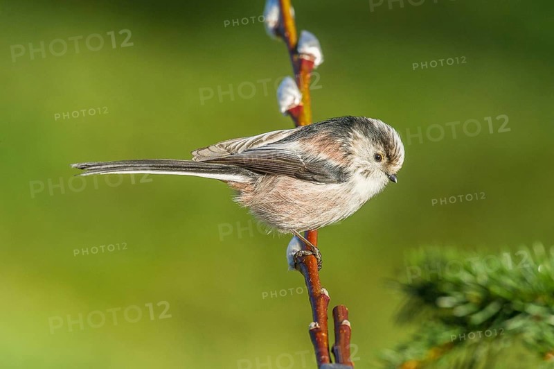 Tit (Aegithalos caudatus) Long-tailed Tit • Baden-Württemberg, Germany, Baden-Württemberg, Federal Republic of Germany