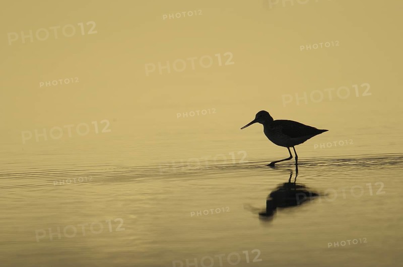 Common Redshank (Tringa totanus), Denmark