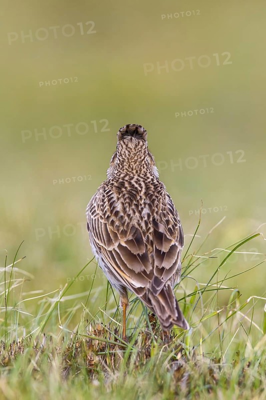 Eurasian Skylark (Alauda arvensis) in field, Gorski kotar, Croatia