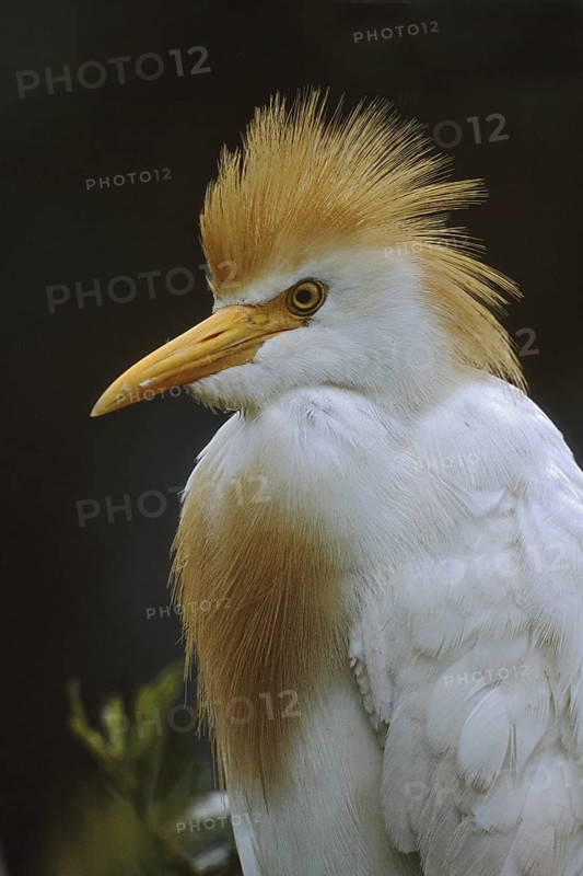 Western Cattle Egret (Bubulcus ibis), Florida, USA