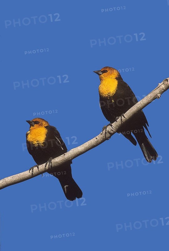 Yellow-headed Blackbird (Xanthocephalus xanthocephalus), New Mexico, USA
