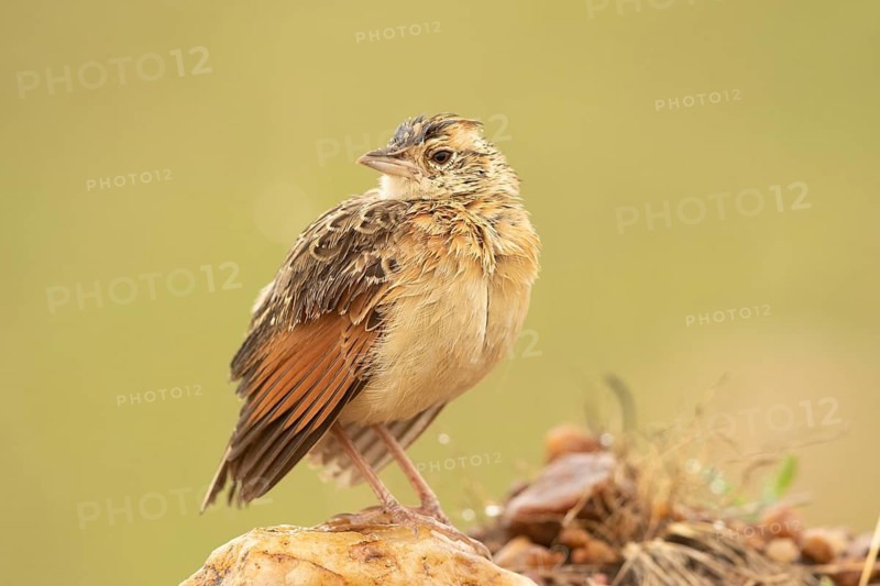 Rufous-naped Lark (Mirafra africana), Masai Mara, Kenya