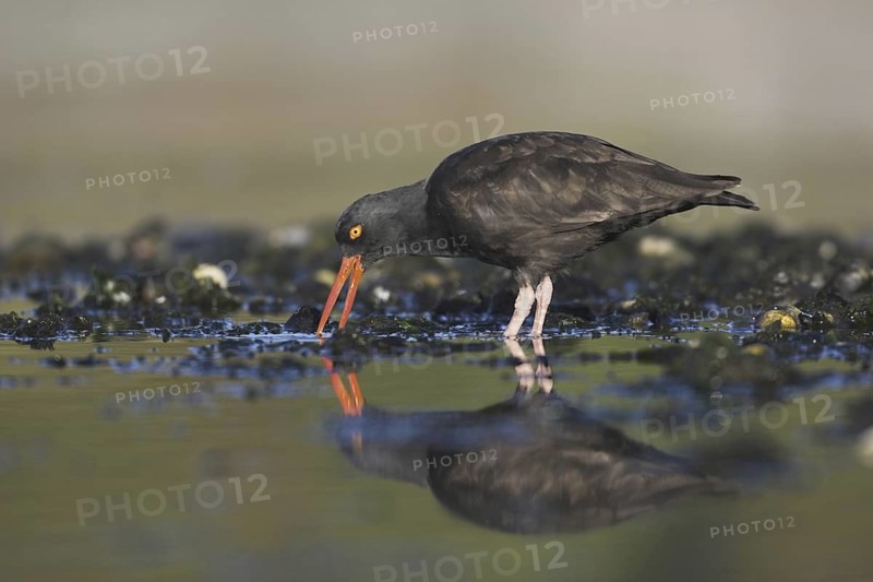Black Oystercatcher (Haematopus bachmani), British Columbia, Canada