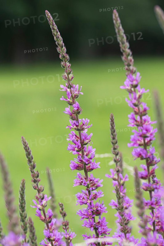 Purple loosestrife (Lythrum salicaria), Cambridge Botanical Garden, Germany