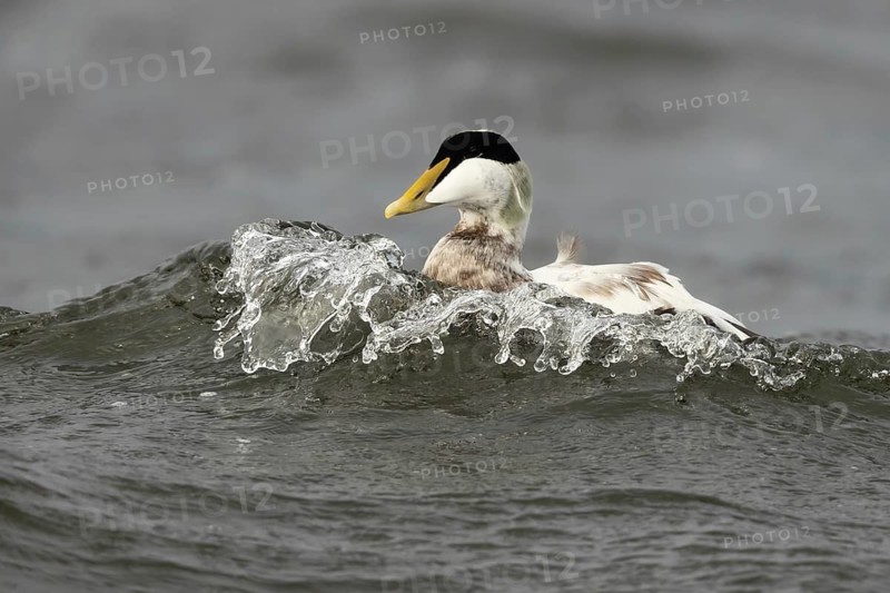 Common Eider (Somateria mollissima) male, Smaland, Sweden