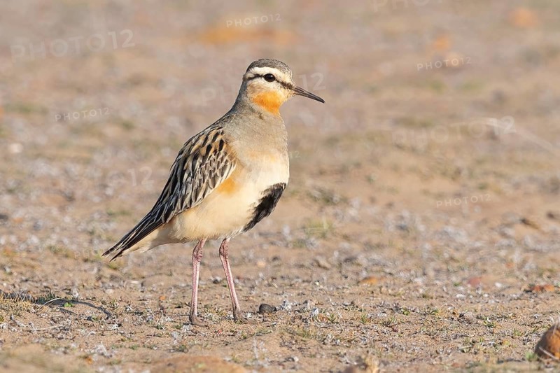 Tawny-throated Dotterel (Oreopholus ruficollis), Coquimbo, Chile