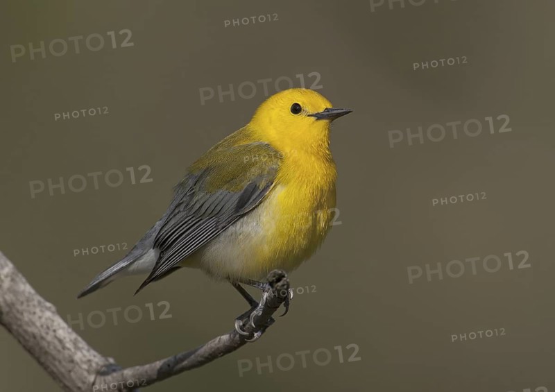 Prothonotary Warbler (Protonotaria citrea), Ohio, USA