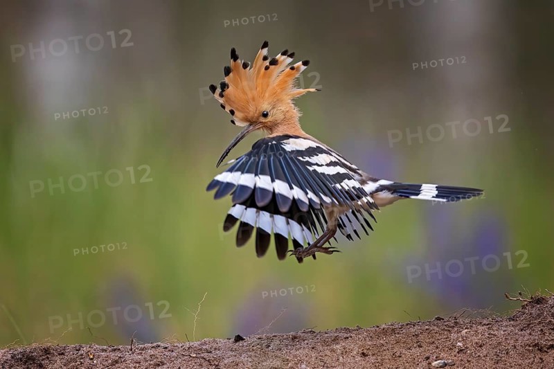Eurasian Hoopoe (Upupa epops) flying, Saxony, Germany