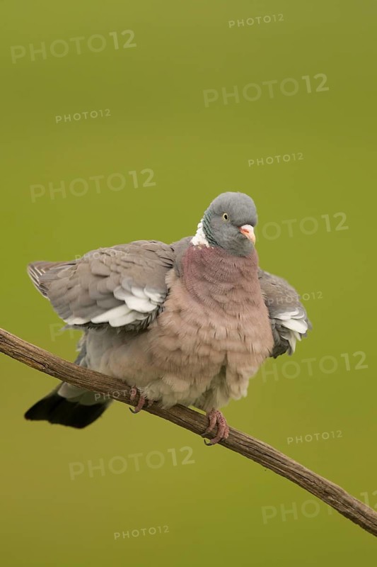Common Wood Pigeon (Columba palumbus) perched on a branch, Serbia