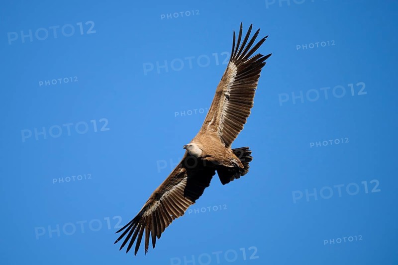 A griffon vulture glides effortlessly across a clear blue sky, showcasing its expansive wings and sharp features in a captivating aerial display Photographed in Alicante, Spain