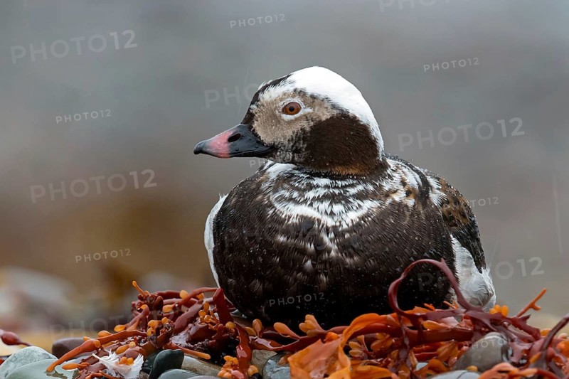Ferruginous Duck, (Clangula hyemalis), animals, birds, ducks, duck birds, Varanger, Finnmark, Norway