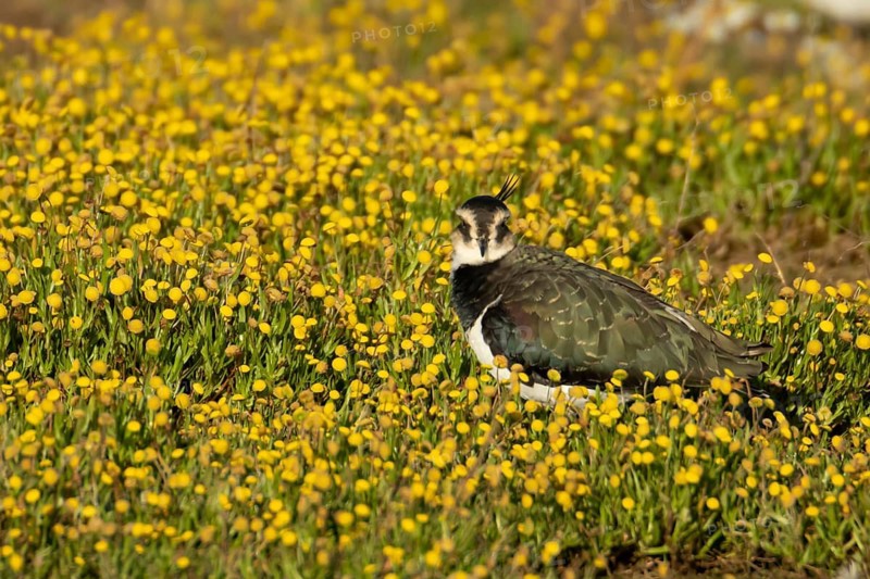 Northern lapwing (Vanellus vanellus) adult wading bird in yellow flowers in grassland, England, United Kingdom
