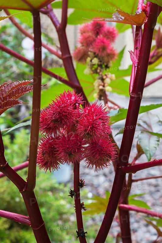 Close-up of Ricinus communis 'Red Spire' - Castor Bean plant prickly capsules in summer, Quebec, Canada