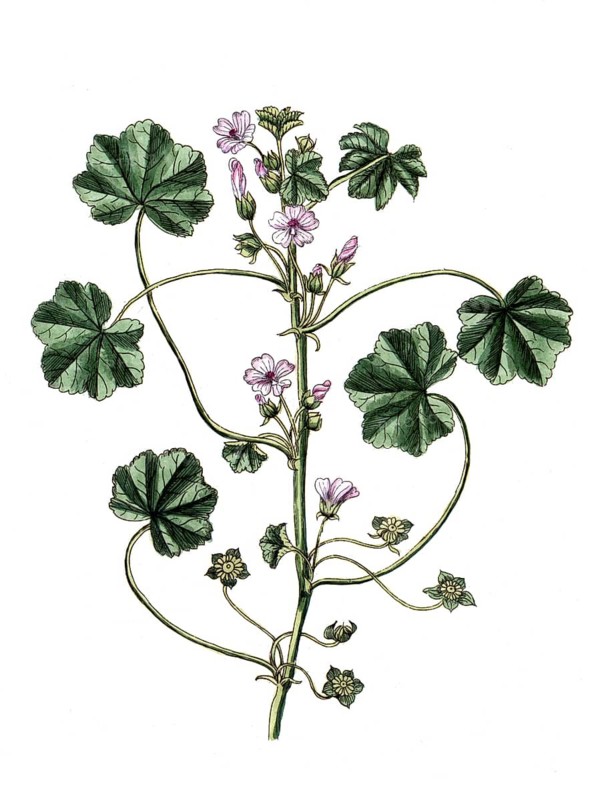 Malva rotundifolia, Malva pusilla, digital reproduction of a historical original, between 1790 and 1810