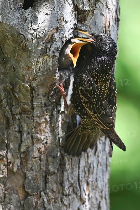 Starling (Sturnus vulgaris) feeding the young bird in a woodpecker cavity, North Rhine-Westphalia, Germany