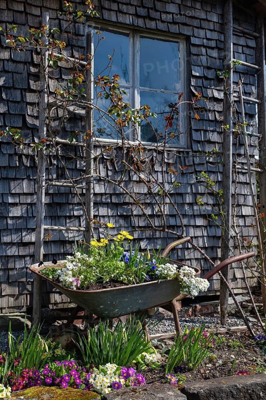 An old, disused wheelbarrow as a garden decoration, filled with spring blossoms at a garden shed in the Landesgartenschaugelände of Überlingen am Lake Constance, Bodenseekreis, Baden-Württemberg, Germany