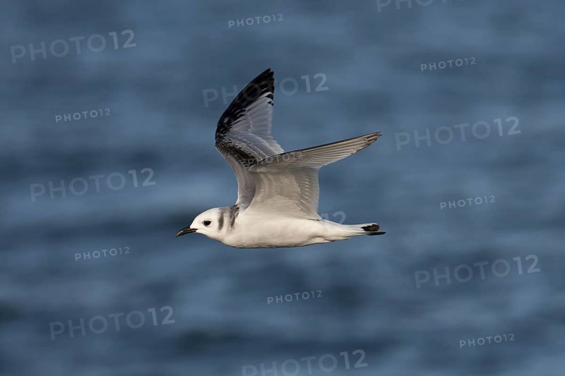 Black-legged Kittiwake (Rissa tridactyla tridactyla) juvenile flying, North Sea, Germany