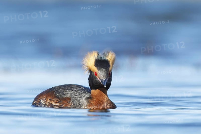 Horned Grebe (Podiceps auritus), Myvatn, Iceland